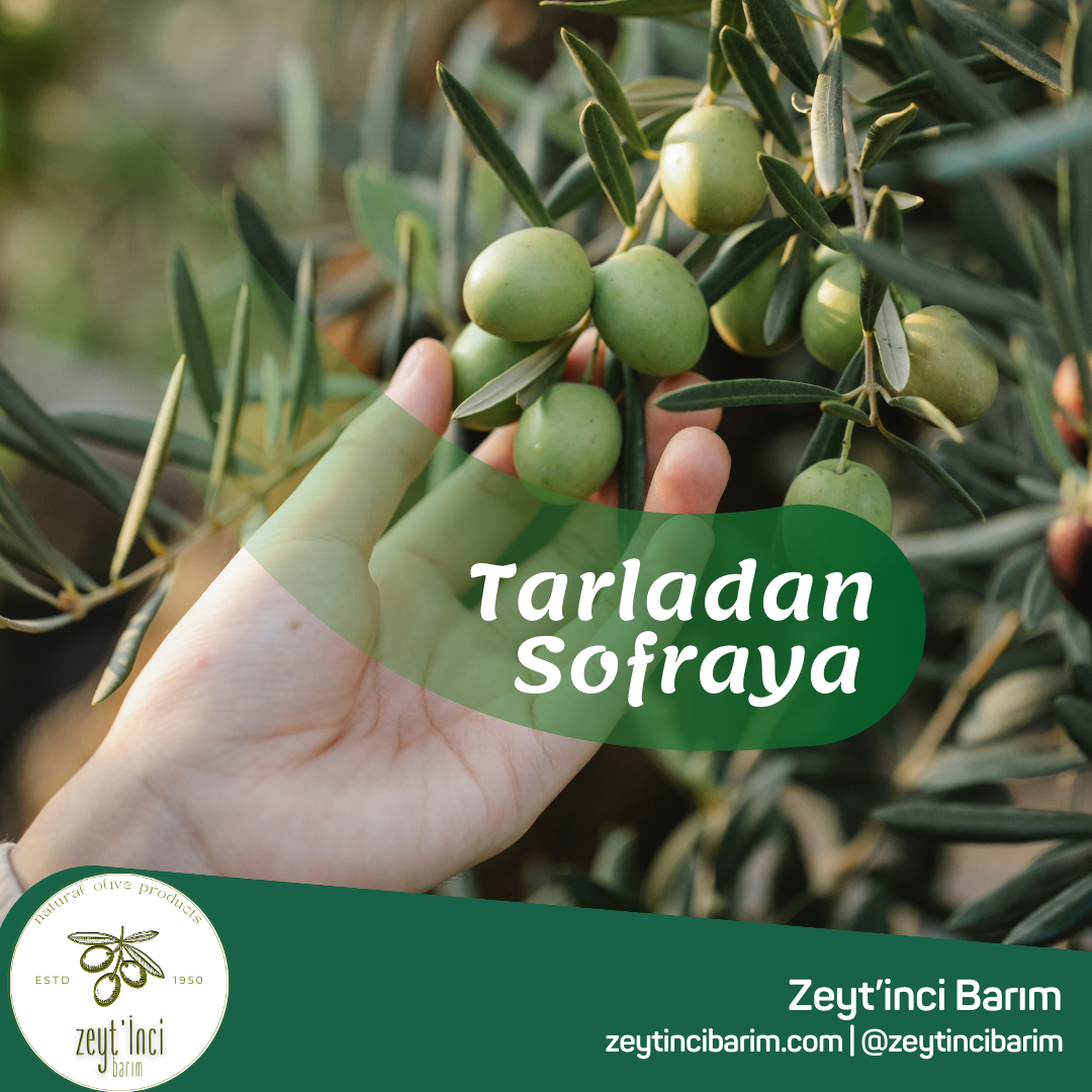 Naturel Sızma ve Naturel Birinci Zeytinyağı Farkı