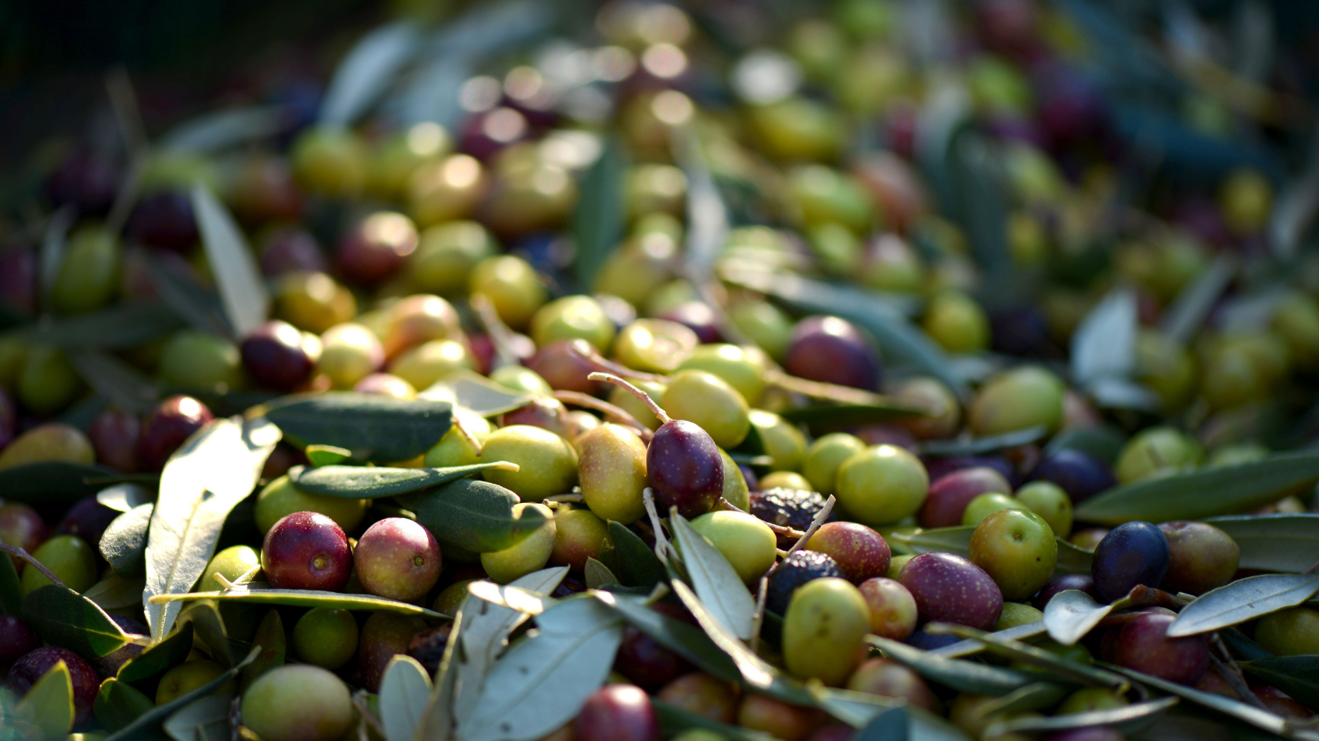 Zeytinyağı ve Sağlıklı Beslenme: Doğanın Mucizesi