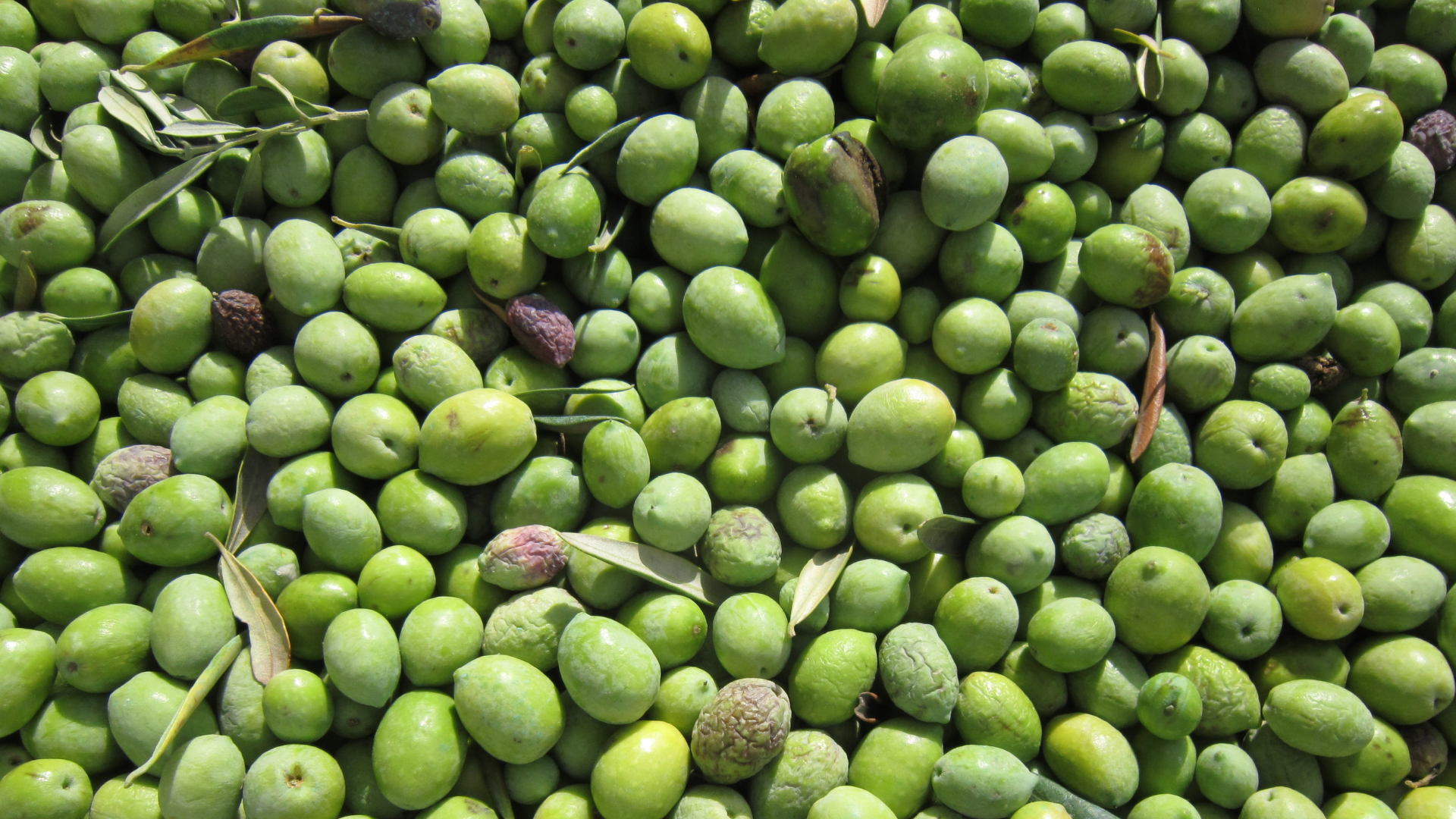 Organik Zeytinyağı Nedir? Gerçek Organik Yağ Nasıl Anlaşılır?